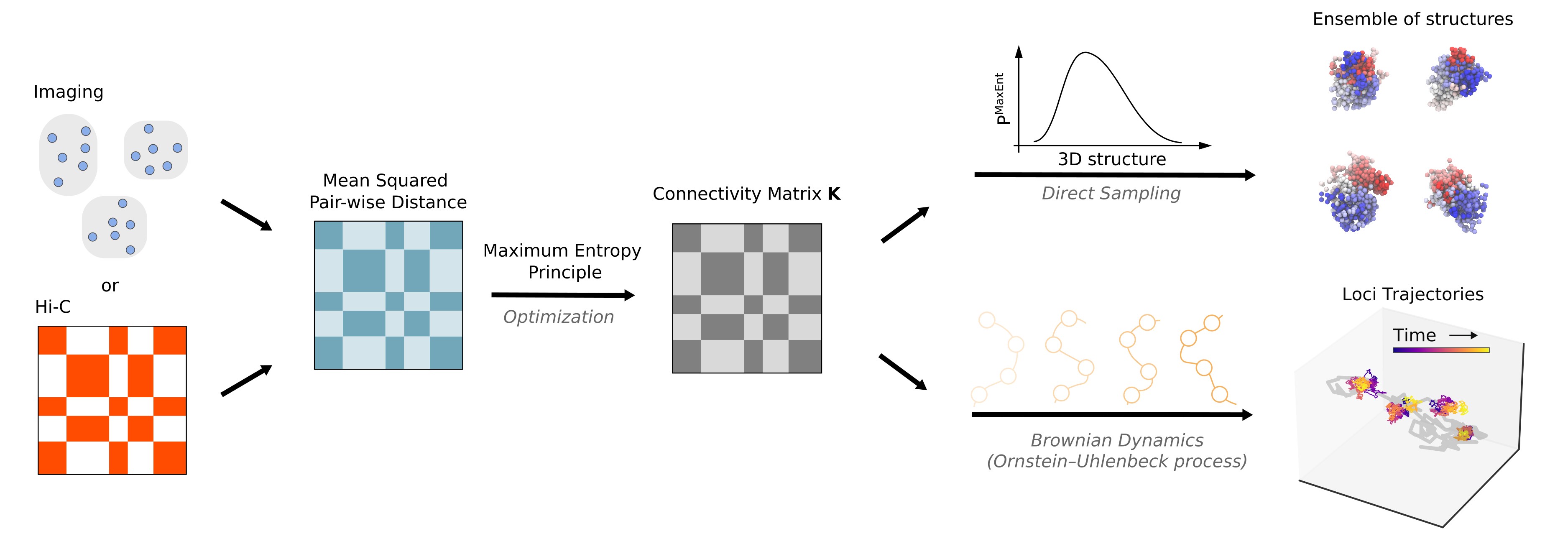 Hi-C or imaging measurements provide pairwise distance constraints. Maximum-entropy inference yields a connectivity matrix used to sample chromosome structures and simulate locus trajectories.